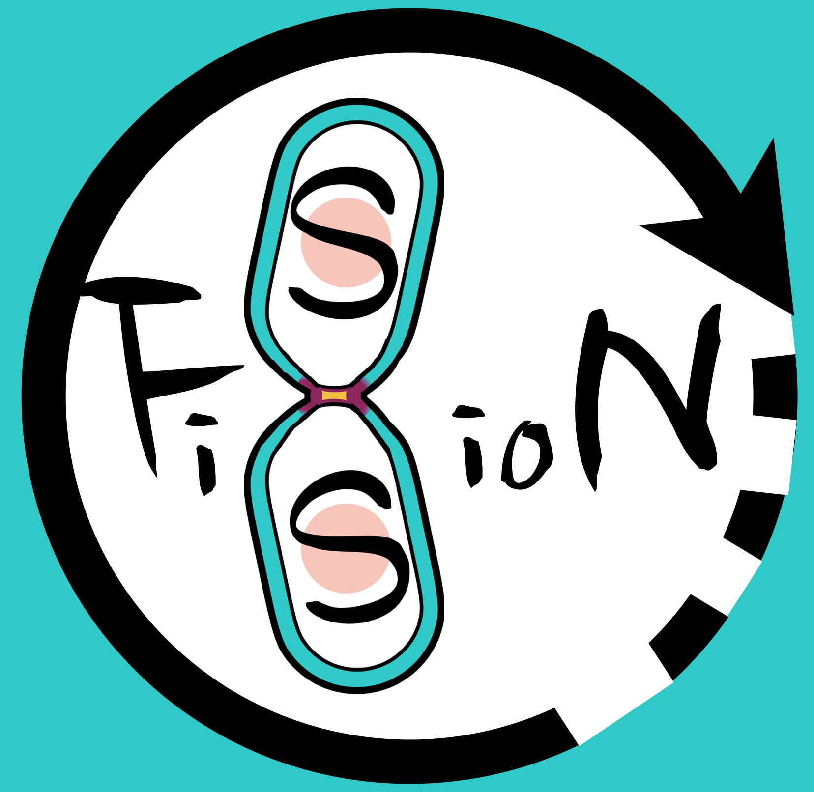 Fission Yeast Cell Division